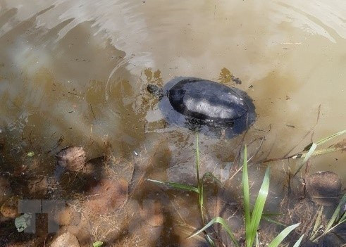 平福省将10只野生动物放归大自然 ảnh 1 平福省将10只野生动物放归大自然 ảnh 1