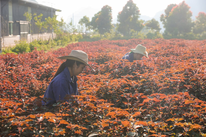 芒垄药材宝库之钥匙 ảnh 2 芒垄药材宝库之钥匙 ảnh 2