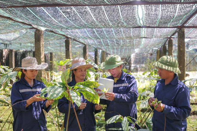 芒垄药材宝库之钥匙 ảnh 5 芒垄药材宝库之钥匙 ảnh 5