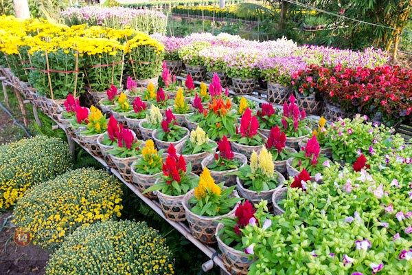 同塔省沙沥花村百花绽放 使春意更浓，春色更娇 ảnh 1