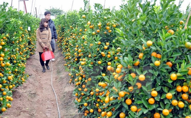 春节金桔盆景畅销 ảnh 1 春节金桔盆景畅销 ảnh 1