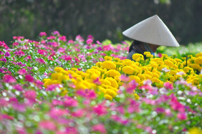 同塔省沙沥花村百花绽放 使春意更浓，春色更娇 ảnh 4