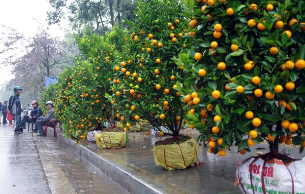 会安盆栽桔子火红上市 价格与往年基本持平 ảnh 1 会安盆栽桔子火红上市 价格与往年基本持平 ảnh 1