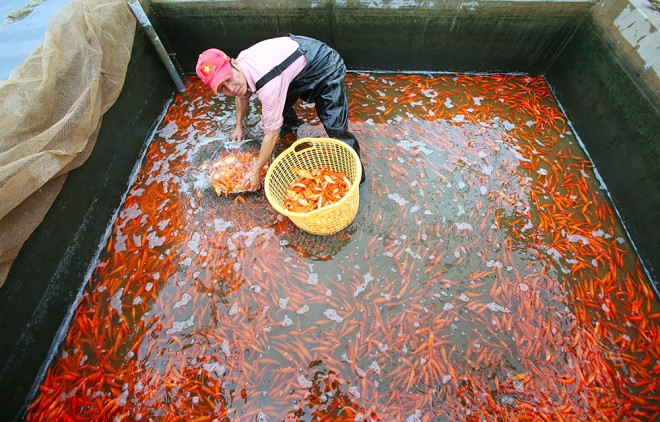灶王节:富寿省水沉鲤鱼喜获丰收 ảnh 1 灶王节:富寿省水沉鲤鱼喜获丰收 ảnh 1