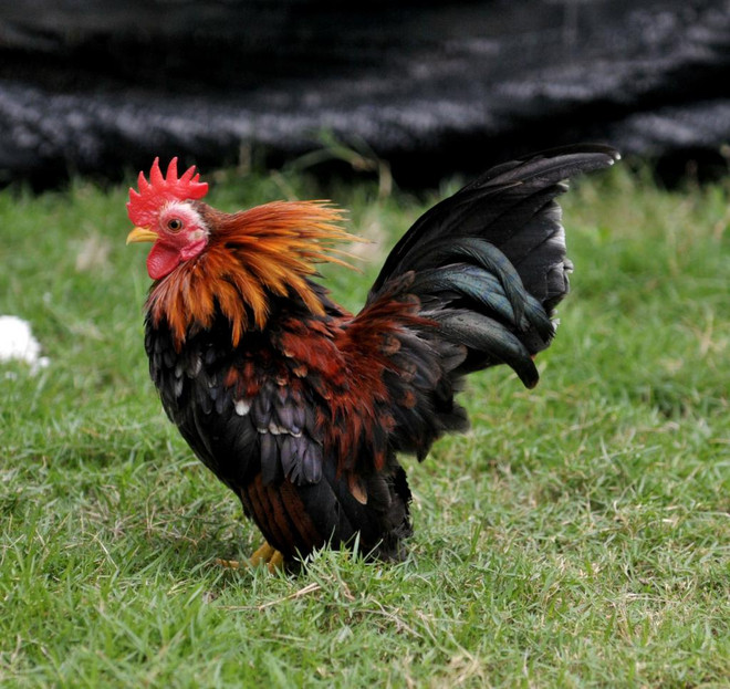 养殖玲珑鸡——越南宠物爱好者的新热潮 ảnh 1 养殖玲珑鸡——越南宠物爱好者的新热潮 ảnh 1