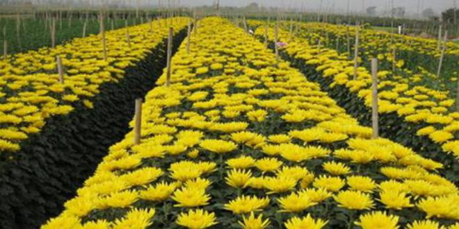 河内西就花村热闹非凡迎春节 ảnh 1 河内西就花村热闹非凡迎春节 ảnh 1