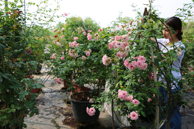 承天顺化省农民依靠种植玫瑰茄脱贫增收 ảnh 1