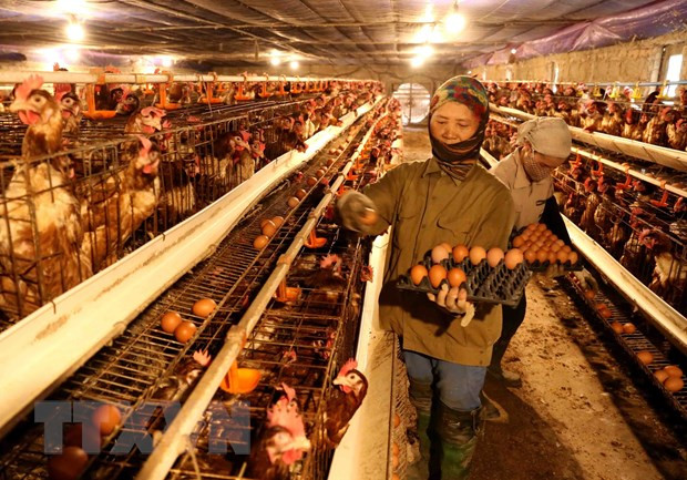 政府总理要求强化H5N1禽流感防控措施 ảnh 1