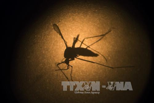 马来西亚登革热死亡人数已达122人 ảnh 1