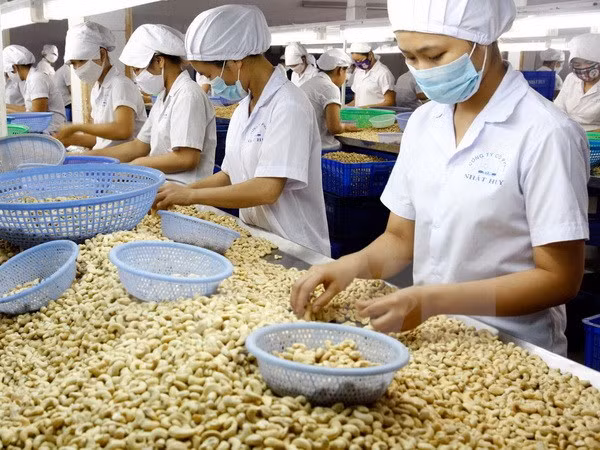 2017年前7个月越南农林水产品出口额约达204.5亿美元 ảnh 2 2017年前7个月越南农林水产品出口额约达204.5亿美元 ảnh 2