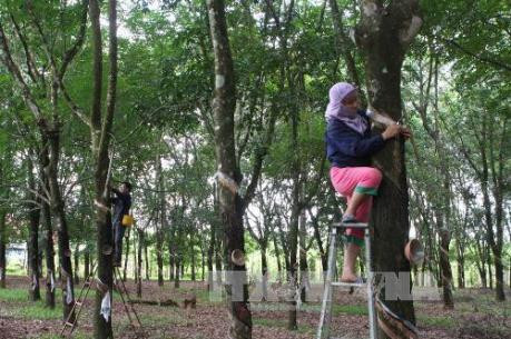 泰国、印尼和马来西亚计划今年下半年消减橡胶出口 ảnh 1