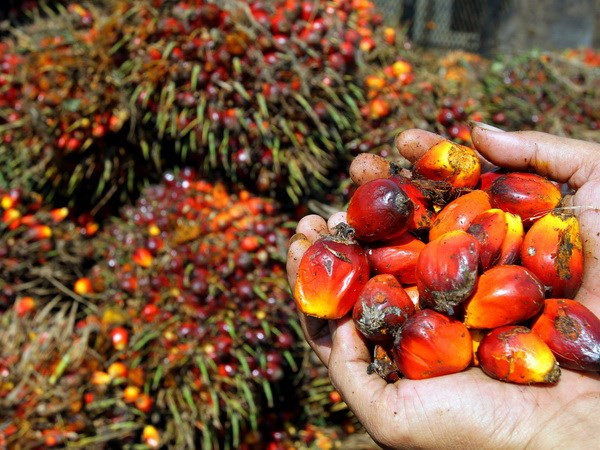 越南与印度尼西亚加强纸张和棕榈油贸易合作 ảnh 1 越南与印度尼西亚加强纸张和棕榈油贸易合作 ảnh 1