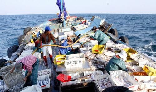 2017年前7个月越南水产品出口额达43亿美元 ảnh 1 2017年前7个月越南水产品出口额达43亿美元 ảnh 1