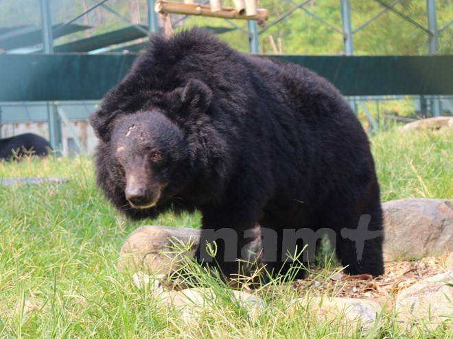 终止活熊取胆 保护野生熊 越南在行动 ảnh 1 终止活熊取胆 保护野生熊 越南在行动 ảnh 1
