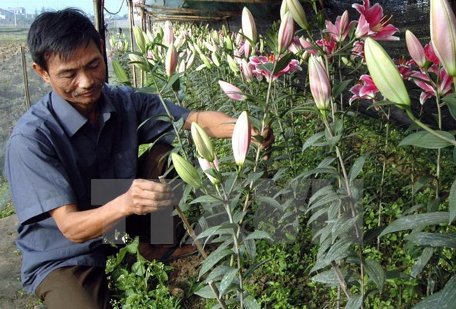 春节前的河内西就花村 ảnh 1 春节前的河内西就花村 ảnh 1