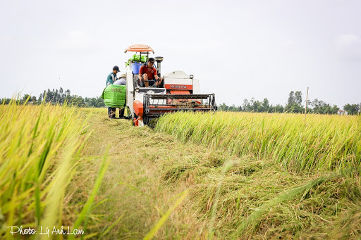 越南后江省将实现农业可持续发展与应对气候变化相结合 ảnh 1 越南后江省将实现农业可持续发展与应对气候变化相结合 ảnh 1