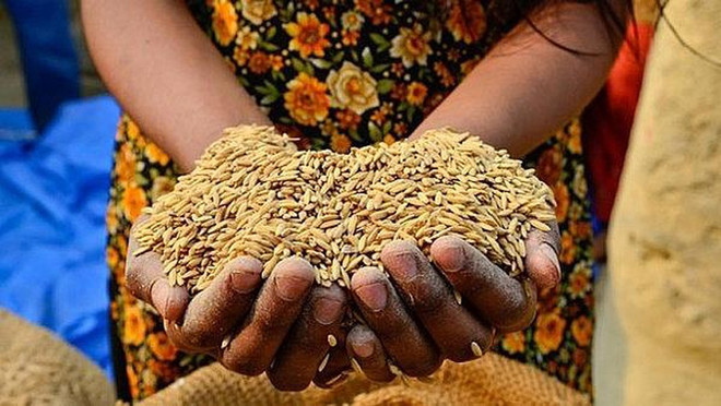 世界粮食日:FAO承诺继续援助越南实施2030年可持续发展议程 ảnh 1 世界粮食日:FAO承诺继续援助越南实施2030年可持续发展议程 ảnh 1