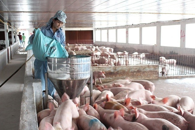 永福省着重促进高科技农业可持续发展 ảnh 2 永福省着重促进高科技农业可持续发展 ảnh 2