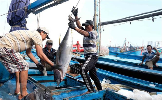 越南金枪鱼出口欧洲的大门敞开 ảnh 1