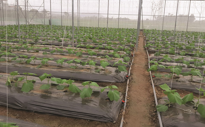 永福省着重促进高科技农业可持续发展 ảnh 1 永福省着重促进高科技农业可持续发展 ảnh 1