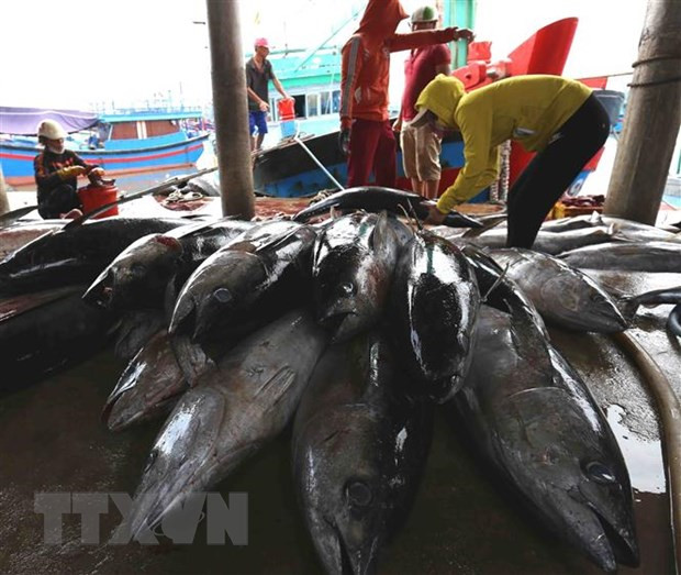 亚洲外交事务网站:越南努力为渔业解除黄牌警告 ảnh 1 亚洲外交事务网站:越南努力为渔业解除黄牌警告 ảnh 1