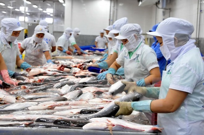 2020年越南力争实现水产品出口额达100亿美元的目标 ảnh 1 2020年越南力争实现水产品出口额达100亿美元的目标 ảnh 1