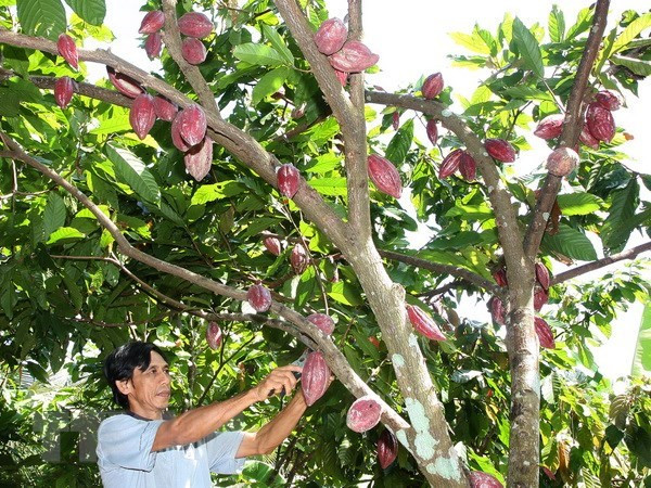 越南可可凭借独特的味道而颇受消费者青睐 ảnh 1 越南可可凭借独特的味道而颇受消费者青睐 ảnh 1