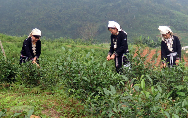 宣光省纳杭县强力推进山雪茶品牌树立 ảnh 1 宣光省纳杭县强力推进山雪茶品牌树立 ảnh 1