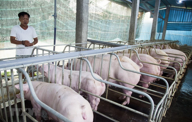 国家非洲猪瘟疫情预防工作计划获批 ảnh 1 国家非洲猪瘟疫情预防工作计划获批 ảnh 1