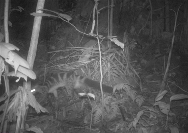 清化省发现14只亚洲黑熊和69只长颌带狸等稀有动物 ảnh 2 清化省发现14只亚洲黑熊和69只长颌带狸等稀有动物 ảnh 2