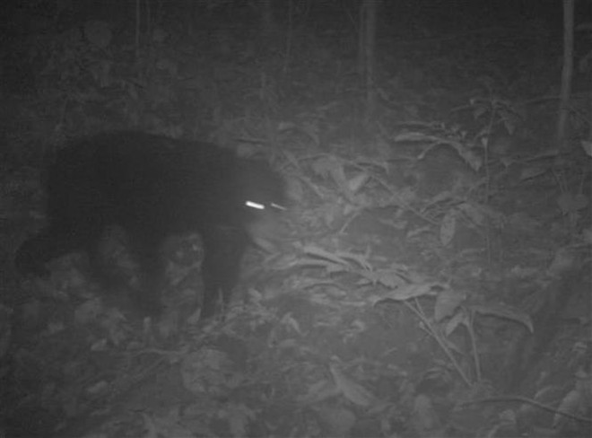 清化省发现14只亚洲黑熊和69只长颌带狸等稀有动物 ảnh 1 清化省发现14只亚洲黑熊和69只长颌带狸等稀有动物 ảnh 1