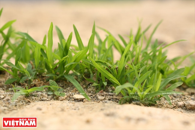 琼崖县的“故乡草” ảnh 7