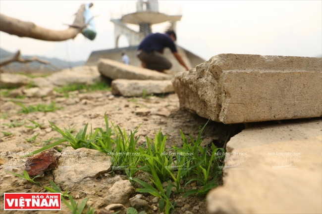 琼崖县的“故乡草” ảnh 8