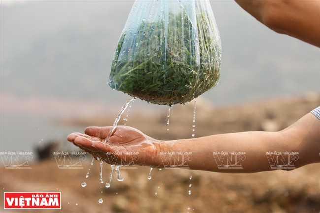 琼崖县的“故乡草” ảnh 6