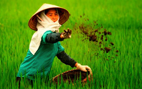 中国化肥占越南化肥进口量近45% ảnh 1 中国化肥占越南化肥进口量近45% ảnh 1
