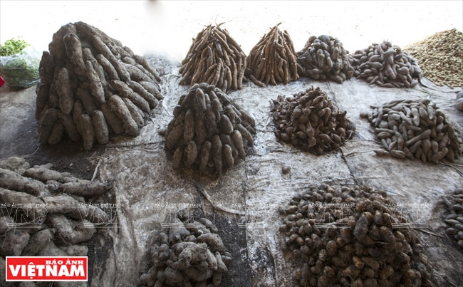 盐碱地复种模式 ảnh 9