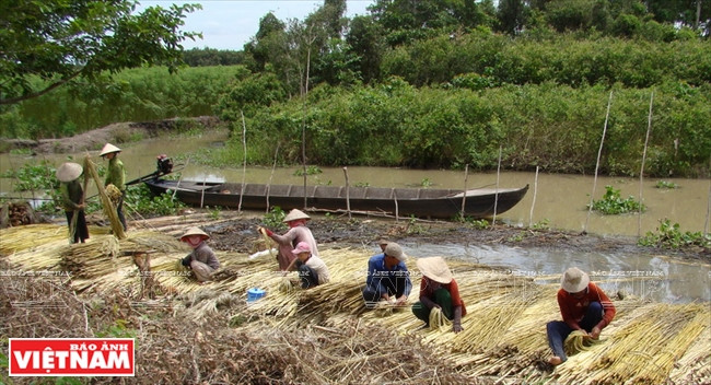 盐碱地复种模式 ảnh 4