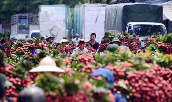  北江省荔枝销量达逾18.4万吨 ảnh 1