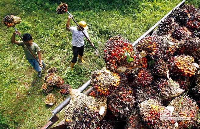 今年5月份印尼出口呈猛增态势 ảnh 1 今年5月份印尼出口呈猛增态势 ảnh 1