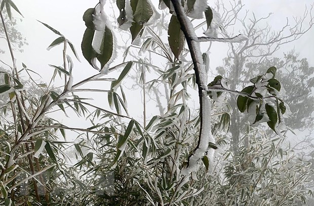 老街省气温大幅下降 番西邦峰出现霜冻现象 ảnh 1