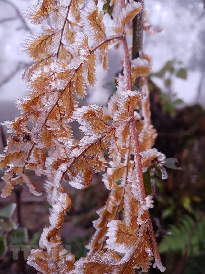 老街省气温大幅下降 番西邦峰出现霜冻现象 ảnh 3