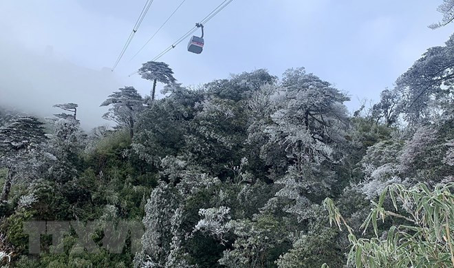 老街省气温大幅下降 番西邦峰出现霜冻现象 ảnh 2