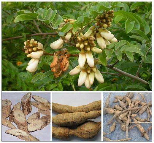 通过旅游提升药材价值 ảnh 2 通过旅游提升药材价值 ảnh 2