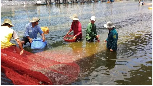 巴地头顿省发展高科技农业 ảnh 1 巴地头顿省发展高科技农业 ảnh 1