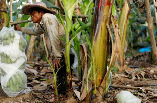 香蕉继续是老挝的主要出口农产品 ảnh 1 香蕉继续是老挝的主要出口农产品 ảnh 1