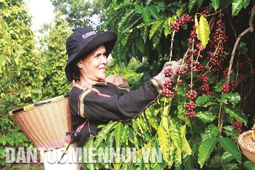 让西原咖啡产品走得更远 ảnh 1 让西原咖啡产品走得更远 ảnh 1