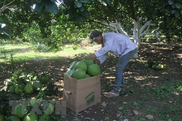 巴地头顿省4个柚子种植区满足出口到美国的标准 ảnh 1 巴地头顿省4个柚子种植区满足出口到美国的标准 ảnh 1