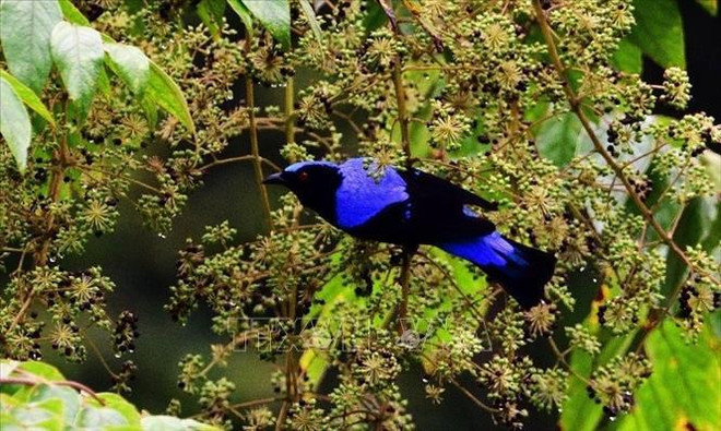 着力完善越南物种保护融资战略 ảnh 1 着力完善越南物种保护融资战略 ảnh 1