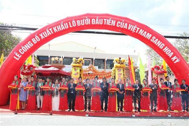 越南首批柚子通过正贸渠道出口到美国 ảnh 1 越南首批柚子通过正贸渠道出口到美国 ảnh 1