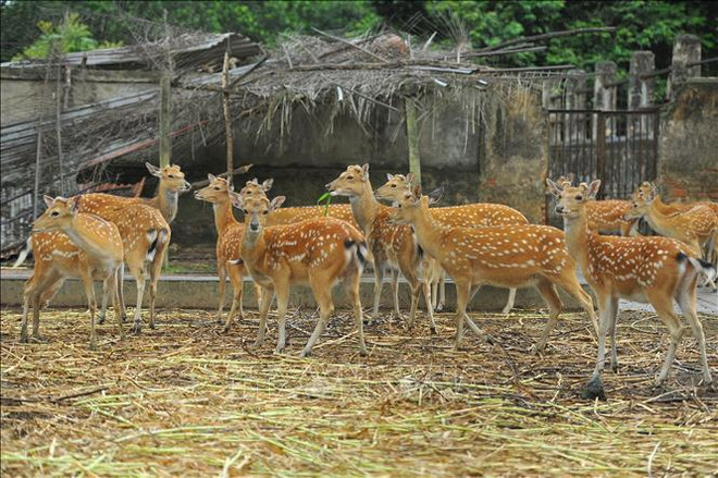 努力恢复极度濒危的有蹄类动物种群 ảnh 1 努力恢复极度濒危的有蹄类动物种群 ảnh 1